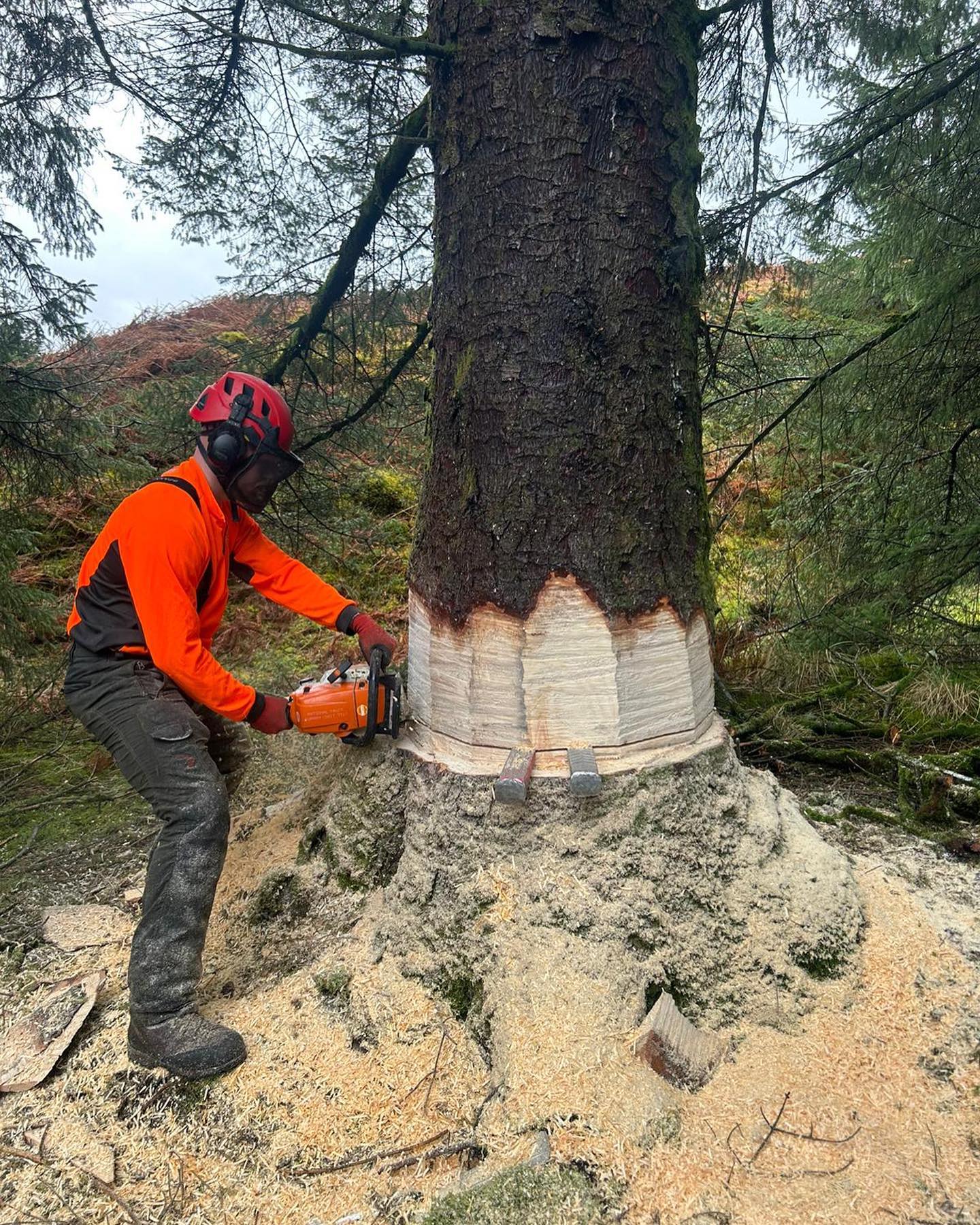Tree Surgeons in Hexham | Tree Beard Tree Surgery Ltd