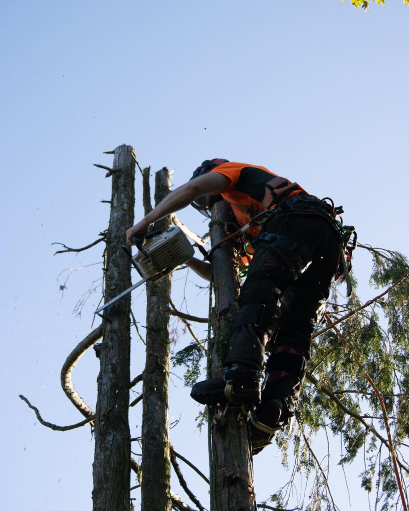 Tree Surgeons in Hexham | Tree Beard Tree Surgery Ltd