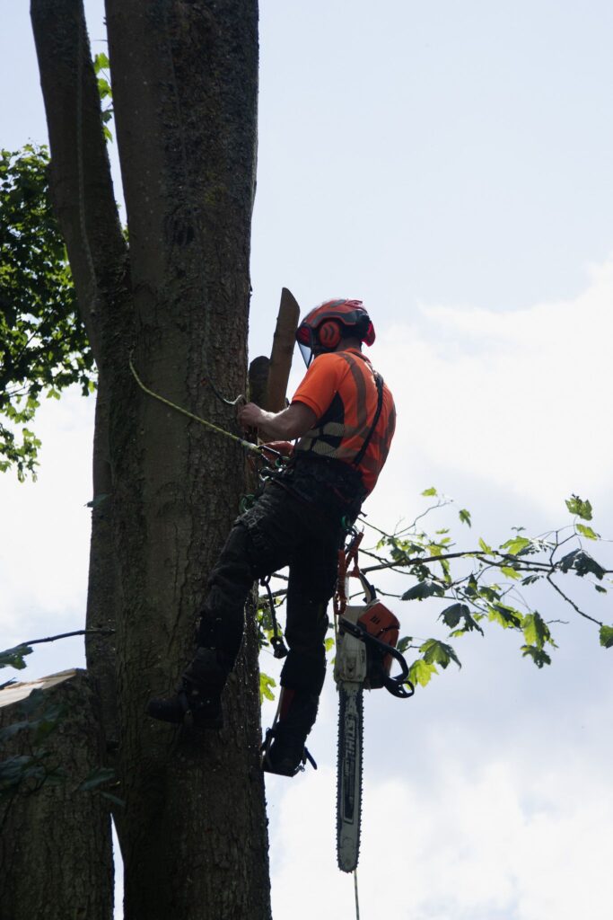 Tree Surgeons in Hexham | Tree Beard Tree Surgery Ltd