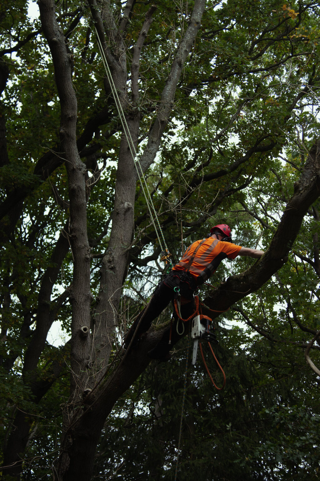 How Much Does Tree Removal Cost in 2025? | Tree Beard Tree Surgery Ltd