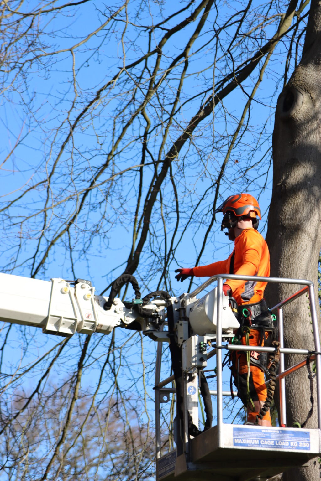 Tree Surgeons in Hexham | Tree Beard Tree Surgery Ltd